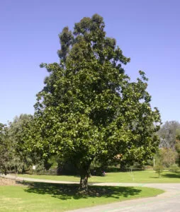Questa immagine ci ricorda che la natura è una forza magnifica che ci circonda Un albero di magnolia, una quercia, una pianta di tiglio, un albero di aceri e un boschetto di vegetazione e erba ci circondano Una vista che porta un senso di tranquillità e pace