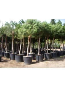 Questa immagine mostra una scena incantevole di un bosco di conifere, con un albero di pino himalayano maestoso al centro A destra una palma in vaso, circondata da una vegetazione lussureggiante, mentre a sinistra una più piccola conifera si erge scintillante nel suo vaso Una vista indimenticabile!