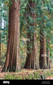 Questa immagine mostra la bellezza della foresta di redcedar un tronco dalbero con una grande sequoia che si erge tra gli alberi conifere, circondata da un boschetto di vegetazione, sotto i raggi del sole che penetra tra gli alberi e illumina la terra Una foresta selvaggia e incontaminata, che cattura lo stupore di chiunque abbia la fortuna di ammirarla