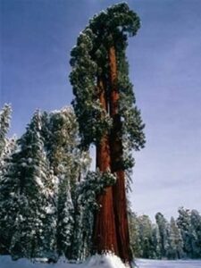 Questa foto mostra la magia della natura, un albero di sequoia sempreverde che si erge orgoglioso su una terra ricca di vegetazione, con un bosco di conifere che delimita una ForestGrove allaperto Una scena suggestiva che ci ricorda quanto sia importante la foresta per la nostra Terra