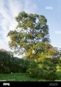 Questa immagine ritrae una scena idilliaca di un bosco incontaminato, con un tronco dalbero di Port Orford cedar, un Willlow Quercia, un Pianta di Tiglio e un Salice che si ergono tra la ricca vegetazione Uno sguardo rasserenante sulla bellezza della natura