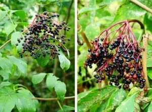 Questa immagine ritrae un sambuco nero, una pianta erbacea dalle foglie verde intenso e con una vegetazione lussureggiante Il sambuco è un albero che cresce comunemente allinterno di foreste pluviali, ed è caratterizzato da numerose bacche di mirtillo e frutti di varie forme e dimensioni Una rara bellezza della natura per la quale vale la pena essere ammirata