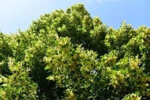 Un albero americano della foresta pluviale con foglie verdi, fiori e piante Unimmagine che mette in mostra la magnifica vegetazione allaperto in un bosco