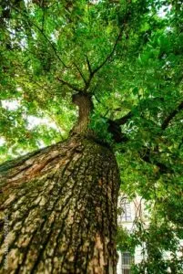 Unimmagine che rappresenta la natura in tutta la sua bellezza una foresta verde lussureggiante con alberi dai tronchi robusti e ricca vegetazione che offre un rifugio alla fauna selvatica Un luogo incontaminato, dove poter godere della bellezza della terra allaperto boschi, foreste, piante, un luogo senza tempo