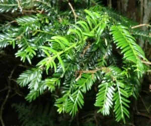 Un albero canadese di conifera Taxus, che si erge solitario in un bosco pluviale Una pianta di natura selvatica che abbellisce la vegetazione allaperto con la sua presenza Una foresta di Woods che ci ricordano quanto sia preziosa la natura