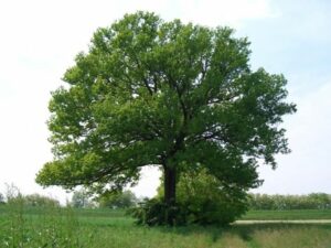 Una foto che mostra la bellezza della natura con un Quercia, un Tiglio e un Querciolo Il tronco di un albero è il simbolo della forza e della resistenza, mentre le foglie di queste piante mostrano la vitalità della vita