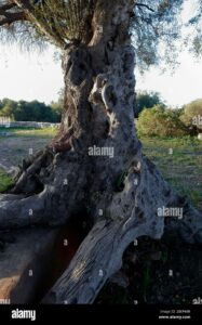 Un meraviglioso ulivo selvatico, con le sue radici profonde che si intrecciano con il tronco dalbero e la sua allegra vegetazione che lo circonda Una pianta dai rami nodosi e dal legno pregiato, che da secoli ci regala la sua forza e la sua bellezza