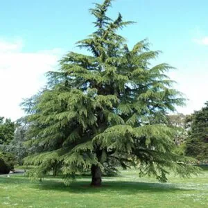 Una persona che ammira la bellezza del Deodar Cedro, un albero conifero appartenente alla famiglia degli abeti