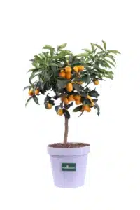 Concediti una cura medica con i sapori freschi e fruttati lascia che una dettagliata analisi ti indichi il rimedio giusto!