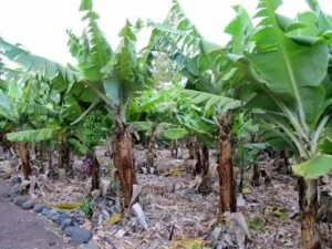 Questa foto ritrae unabbondante varietà di frutta gialla, come banane, ananas e altro La pianta è cresciuta naturalmente nella giungla, circondata da una ricca vegetazione e foglie, che la rendono uno spettacolo della natura selvaggia allaperto Lalbero è una testimonianza di come la pianta sia stata in grado di prosperare in un ambiente così ricco e rigoglioso