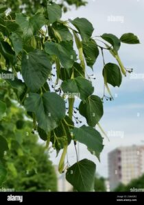 Questa foto mostra un bellissimo tiglio di Redmond situato in un giardino Lalbero è una pianta erbacea con foglie verdi e un fiore che offre unatmosfera di vegetazione e di erbe È unimmagine perfetta per chi ama la natura e i giardini