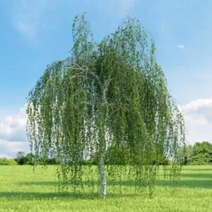 Questa immagine mostra un bellissimo albero di betulla Youngii accanto a una quercia e a un salice Tutti e tre gli alberi fanno parte della famiglia OakPianta, una specie di alberi che cresce in ambienti diversi