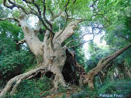 Un antico albero dacero orientale, con il suo tronco possente che si erge verso il cielo, circondato da una lussureggiante vegetazione, in una foresta pluviale che si estende fino al terreno, è una visione magica e invitante di una giungla di boschi