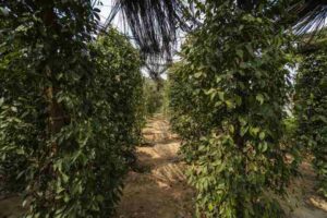 Un albero di pepe nero che si erge tra una ricca vegetazione in un giardino allaperto, come un sentinella guardiano della giungla e della foresta pluviale della natura