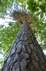 Immagine di un robusto albero di pino che mostra le sue radici saldamente ancorate al terreno, un tronco dritto e una folta vegetazione sopra di esso Una pianta forte e resistente che cresce in un ambiente incontaminato