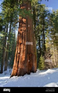 Questa immagine mostra unimponente albero rosso, una Sequoia, che domina la foresta Il tronco dellalbero è grande e resistente La foresta circostante è ricca di vegetazione, alberi di tutte le forme e dimensioni, e arie aperte Questa scena di un bosco, con alberi giganti e un boschetto di vegetazione, è unimmagine di pace e tranquillità Un invito a godere la bellezza e la vastità della terra