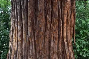 Questa immagine mostra un gigantesco tronco dalbero di sequoia, circondato da rigogliosa vegetazione di GrassPlants, Alberi e fitto bosco Un affascinante spaccato della natura, che offre una vista mozzafiato di aree allaperto, permette di ammirare la grandiosità della Foresta Gigante