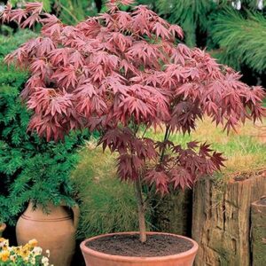 GrassAcero è una pianta in vaso dalle foglie palmato acero, un tipo di albero dalle caratteristiche erbacee Un giardino colorato e pieno di vita!