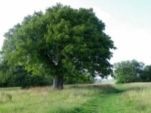 Una noce comune su un tronco di quercia, circondata da una ricca e caotica vegetazione uno scompiglio di foglie, rami e colori che crea uno scenario suggestivo e affascinante