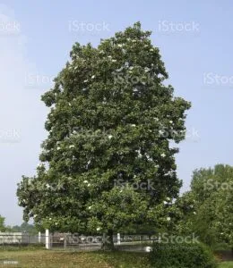 La bellezza della natura un magnifico magnolia, una possente quercia, una rigogliosa pianta, uno stupendo tiglio, un albero imponente e una macchina con le sue ruote
