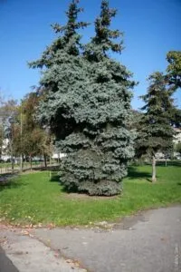 Questa foto mostra una bellissima Colorado spruce, una conifera appartenente alla famiglia degli abeti Si tratta di un albero dal tronco robusto, dalle foglie di un intenso colore verde e con una chioma di abete rosso La macchina è stata posizionata sotto lalbero, in un ambiente circostante ricco di erba