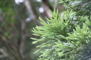 Questa foto mostra un albero di tasso giapponese, una conifera dal tronco slanciato che cresce in modo espansivo La sua vegetazione è densa e piena di aghi di colore verde scuro, simile a un abete Unimmagine maestosa che ricorda la bellezza della natura