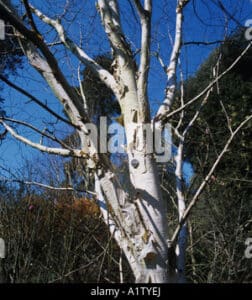 Questa immagine ritrae la bellezza della natura, con un tronco dalbero che contiene una ricca varietà di alberi, tra cui betulla kashmir, pianta, quercia, tiglio e betulla Una meravigliosa vista della natura che sarebbe un peccato non ammirare