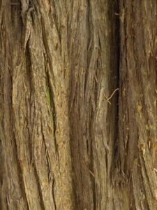 Questa immagine ritrae un imponente tronco di Cedro Virginia, una specie di Sequoia Rossa che cresce in natura Una magnifica pianta, alta e robusta, che si erge maestosa nella sua bellezza verdeggiante Unimmagine che ispira rispetto e ammirazione per la straordinaria forza della natura