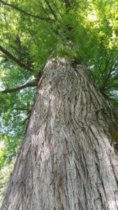 Questa immagine ci mostra la maestosità della natura un gigante rosso doro, una sequoia, si trova in un boschetto circondata da alberi e vegetazione La foresta ci offre una bellissima vista allaperto, uno spettacolo di natura che invita a scoprire il tronco dellalbero e tutto ciò che si cela dietro di esso