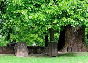 Unimmagine suggestiva che ritrae la serenità di un bosco in autunno Un albero di sassafras si staglia contro unincantevole scena di foglie di acero, quercia, platano e altra vegetazione che ricopre il tronco di un albero Un parco di alberi che mostra la varietà delle foglie di platano e la loro bellezza autunnale Unimmagine che trasmette il calore e la tranquillità della natura