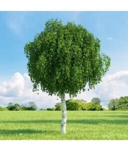 Un amore puro come quello di una PinePianta, un Albero di Quercia, Platano, Betulla o Pino la natura ci offre unarmonia perfetta