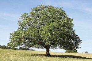 Questa immagine mostra una varietà di alberi di diversa forma e dimensione, tra cui un albero di noce, un acero, un faggio, una quercia e un tronco dalbero Una pianta verdeggiante e rigogliosa che rappresenta la bellezza della natura