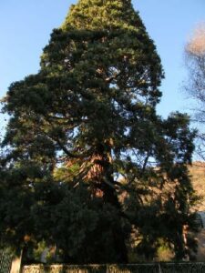 Un gigantesco abete rosso doro, circondato da una variegata vegetazione di conifere, pini e querce, si erge in mezzo a una lussureggiante foresta di sequoie, creando uno spettacolare paesaggio boschivo