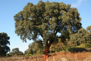 Una splendida quercia del Portogallo con un tronco massiccio e una ricca vegetazione intorno, una pianta di SICOMORO che si erge allaperto nel bosco, per la gioia dei nostri occhi