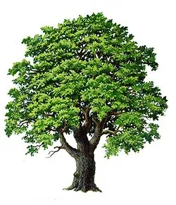 Un albero maestoso con una quercia e un tiglio, in una grande pianta in vaso, che sembra abbracciare il mondo intero