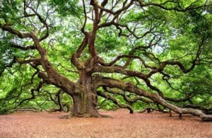 Un albero di quercia simbolo di potenza, resistenza e vitalità, in mezzo al verde della vegetazione, con alcuni aceri ai suoi lati, in una scena di natura allaperto nel bosco