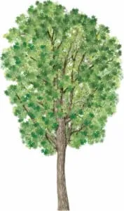 Questa immagine ritrae un albero di acero, con un tronco possente e imponente e una chioma di foglie di quercia, sicomoro e acero Una vista mozzafiato da ammirare ammirare in tutta la sua bellezza