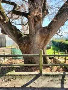 Questa immagine ritrae un albero maestoso con un tronco dalbero imponente, che si estende verso lalto, e le sue foglie di Quercia, Tiglio ed Erba che disegnano una meravigliosa LeafPianta Lalbero è il simbolo di forza, perserveranza e vitalità