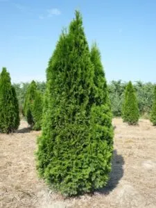 Questa immagine mostra una pianta di Thuja Occidentale, un albero conifera appartenente alla famiglia dei pini e degli abeti La vegetazione è densa e ben definita, con una chiara distinzione tra le diverse specie che la compongono