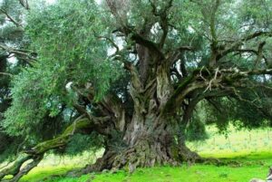 Questa bellissima immagine ritrae un olivo antico con un simbolo intagliato nel tronco, circondato da una lussureggiante vegetazione formata da conifere, tigli, querce e aceri Una scena da un bosco incantato che sfuma tra le foglie verdeggianti