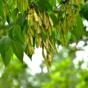 Questa immagine mostra un bellissimo paesaggio naturale con un albero di frassino, una quercia, un tiglio, una pianta erbacea, alcuni fiori e un bosco ricco di vegetazione Una scena incantevole che rievoca la magia della natura