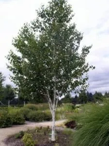 Limmagine ritrae una scena in cui diverse varietà di alberi si incontrano, dallHimalayan Betula alla Maple Plant, dalla Quercia allo Scemato Betula, dallAcero al famoso Albero di Betulla Un incontro tra diversi alberi, per creare unesperienza unica nella magnifica natura