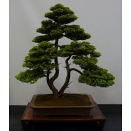 Una pianta di Monterey Cypress, una conifera, in un vaso come un bonsai una vera bellezza nel mondo delle piante