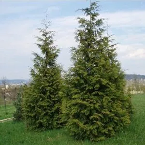 Questimmagine mostra una magnifica pianta di redcedar, un albero conifera dalle foglie aghiformi, dal tronco robusto e dalla folta vegetazione Una vista stupenda della natura!