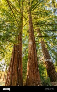 Un gigante della foresta, una sequoia alta e robusta, che si erge in un bosco ricco di vegetazione Un tronco possente che accarezza il cielo aperto e che ci ricorda quanto sia importante la natura