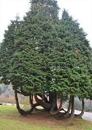 Questo bellissimo boschetto di conifere, composto principalmente da lawson cipressi, tassi e abeti, è un esempio di vegetazione lussureggiante che costituisce un intero bosco