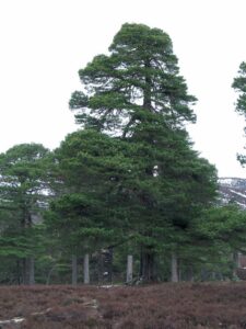 Questa immagine ci mostra un magnifico pino silvestre, una tipica conifera, il cui tronco dalbero si staglia contro uno sfondo di vegetazione Una pianta grande e imponente, che ci ricorda la bellezza, la forza e lunicità della natura