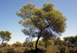 Una scena idilliaca di un campo prateria in riva ad un tranquillo laghetto, circondato da un boschetto di alberi secolari come il Pino dAleppo Orientale, la Quercia e il Tiglio, tutti sovrastati da un imponente tronco dalbero Unatmosfera di pace e serenità per ritemprare lo spirito e riscoprire la natura