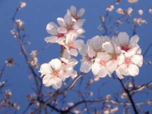 Questa antica varietà di mandorlo ha un magnifico fiore bianco che ricorda quello di un fiore di ciliegio, dando alla pianta una grande bellezza