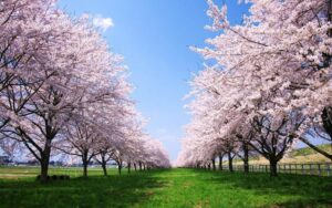 Una splendida composizione di natura allaperto, un parco ricco di sakuranbo e fiori di ciliegio che sbocciano con larrivo della primavera Un TreeFiore che si erge alto e fiero, circondato da una meravigliosa erba verde, creano un paesaggio unico e incantevole